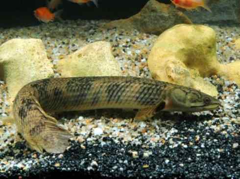 鱼类活化石:多鳍鱼 鱼类活化石:多鳍鱼