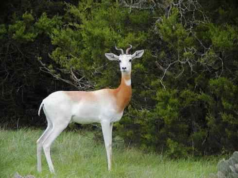 麒麟：传说的兽原型探秘（鹿羚）
