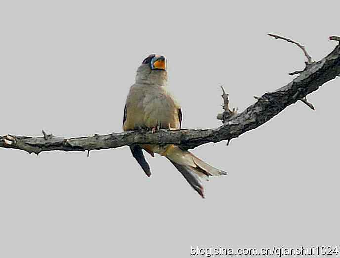 清仓晒鸟儿 清仓晒鸟儿