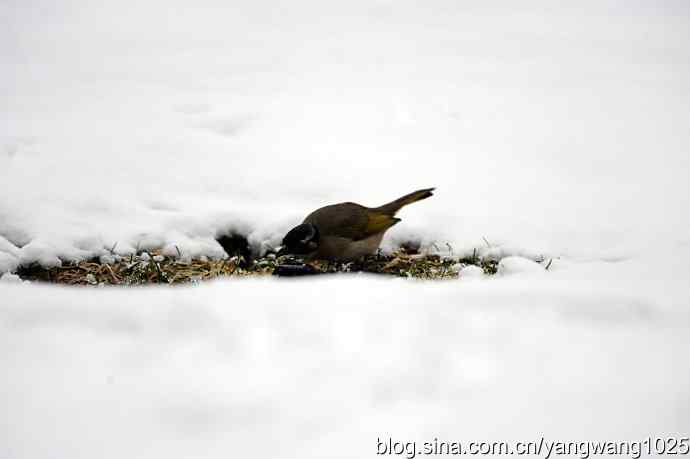 北京天坛公园的鸟类——雪中的鸟儿