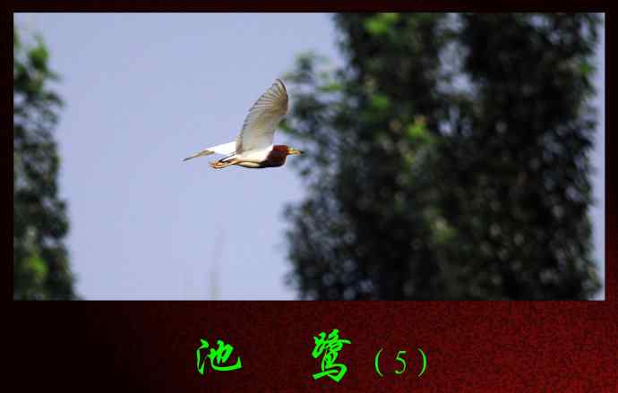 北京将府公园的鸟类——池鹭（5）