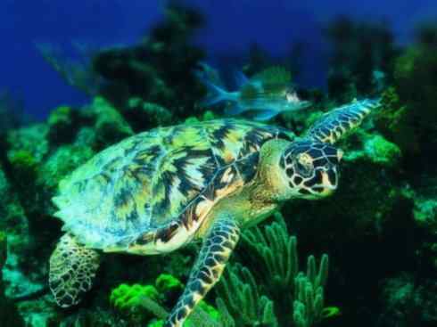 自然奇观：动物大迁徙(海龟类)