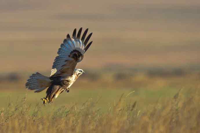 秋意正浓（摄于达里湖）