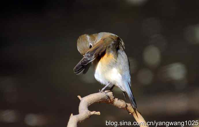 阳光下的红肋蓝尾鸲 wbr wbr1