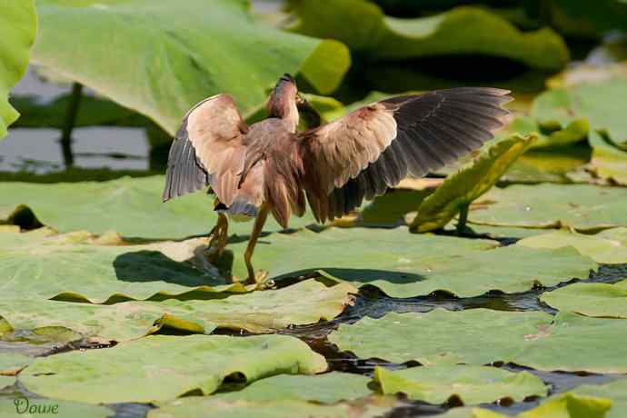 初到将府拍小鳽