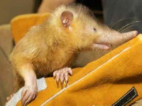 动物世界:山寨还是原创之七 动物世界:山寨还是原创之七