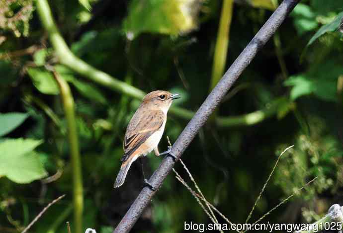 雌性黑喉石即鸟（2）