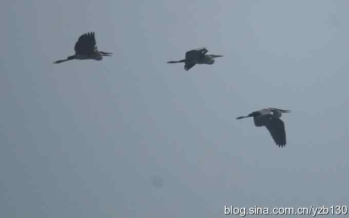 七里海周边鈥湻街酃扳澊蚰