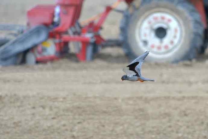 阿穆尔隼与普通燕鸻（生境）