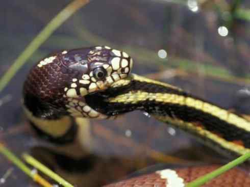 龙：传说的兽原型探秘（游蛇类）