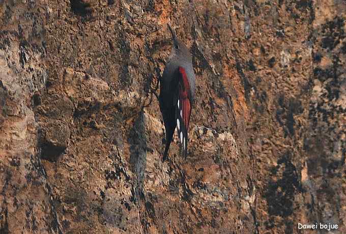 翩然红翅和十渡的那些鸟