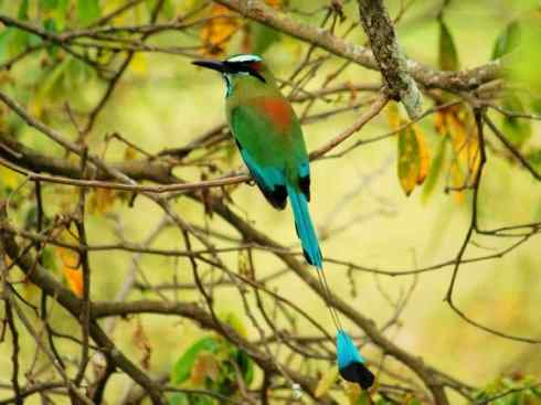 绝色攀禽:佛法僧目之翠鴗2 绝色攀禽:佛法僧目之翠鴗2