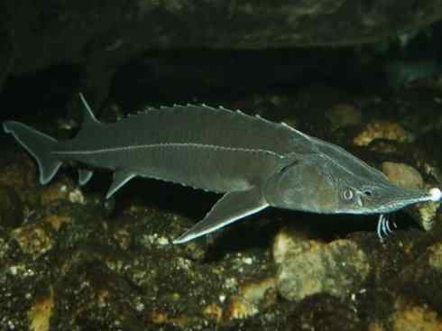 鱼类活化石:中华鲟 鱼类活化石:中华鲟