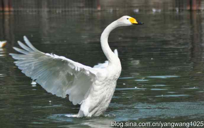 舞（天鹅之舞）