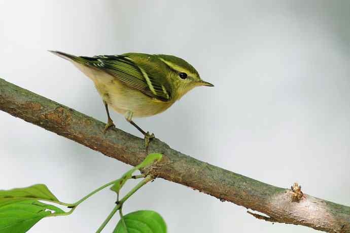 【综合】秋天拍的几只鸟