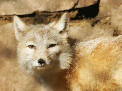 动物世界：山寨还是原创之十五