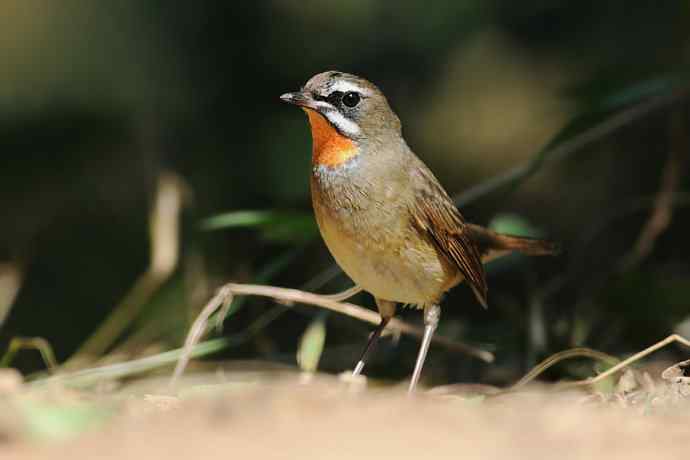 秋季迁徙鸟：红喉歌鸲*