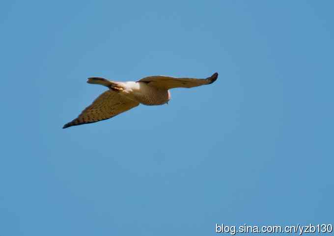 不小心拍到二级保护动物鈥斺敽侄ィㄗ橥迹8张图片）