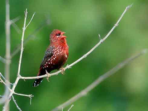 家禽驯化之源之二十一