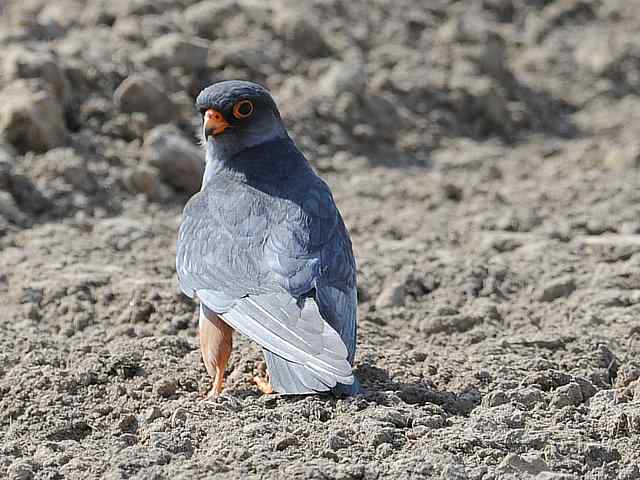 阿穆尔隼咏叹 阿穆尔隼咏叹