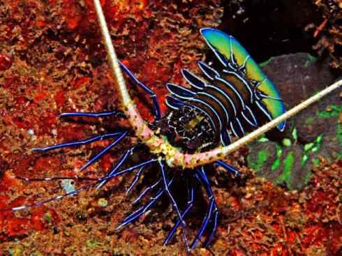 自然奇观：动物大迁徙(红蟹）