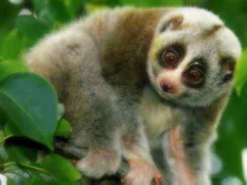 动物世界：山寨还是原创之十五