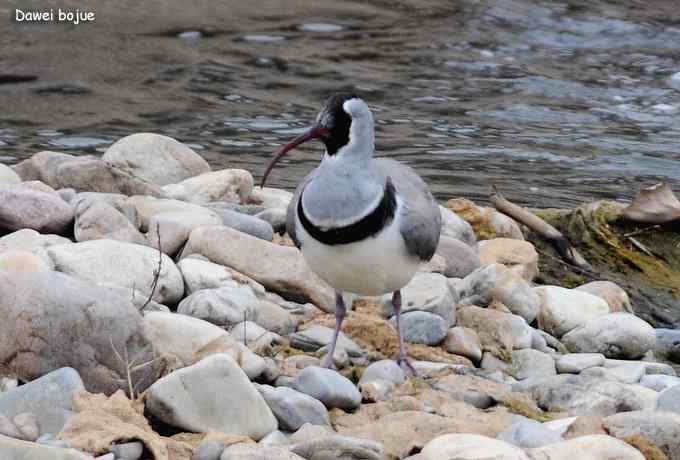 亚洲山地珍鸟：鹮嘴鹬