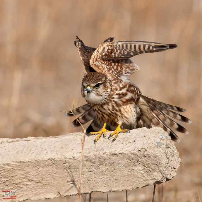 自我陶醉的灰背隼