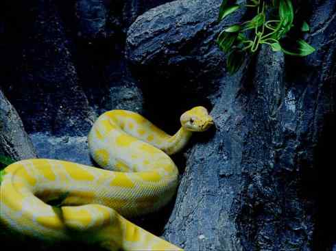 龙：传说的兽原型探秘（蟒蛇类）