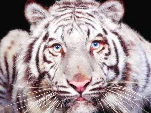 白虎：传说的兽原型探秘（孟加拉虎）