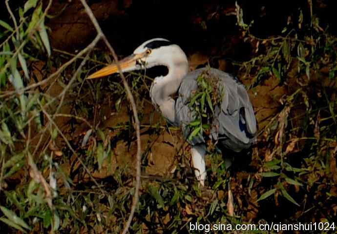 一只漂亮的苍鹭(稻香湖) 一只漂亮的苍鹭(稻香湖)