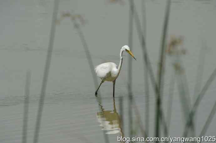 奥林匹克公园白鹭飞 wbr4