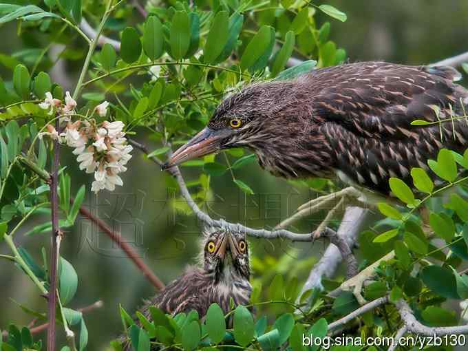 聆听超萌鈥溞∫光澢ㄗ橥迹24张图片）