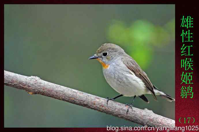 北京天坛公园的鸟类——雄性红喉姬鹟(17)