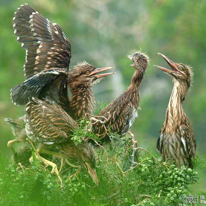 小白鹭与小夜鹭