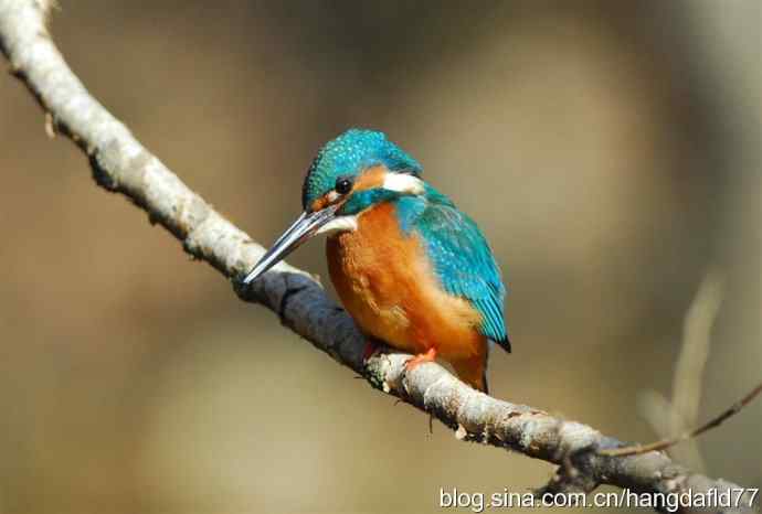 美国鸟类摄影——翠鸟捕鱼