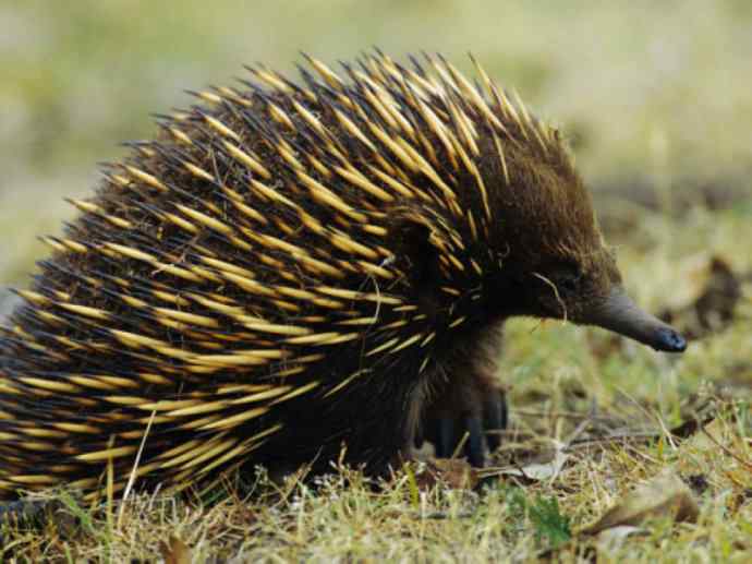 盘点十二大著名食蚁动物：短吻针鼹