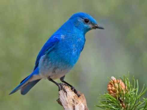 美丽无罪：雀鸟之红尾鸲