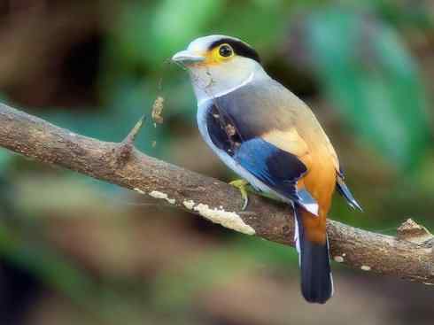 美丽无罪：雀鸟之阔嘴鸟