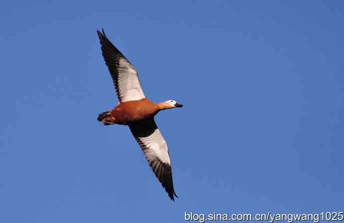 北京动物园的鸟类——飞 （赤麻鸭） 1