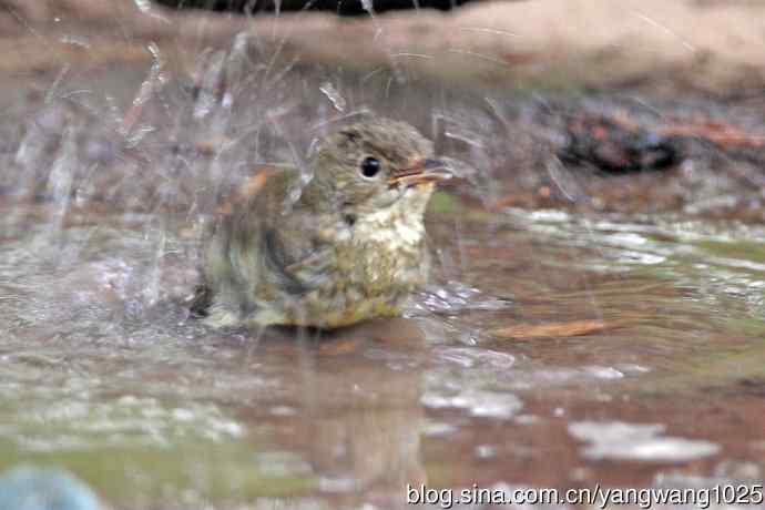 雌性白眉姬鹟(18) 雌性白眉姬鹟(18)