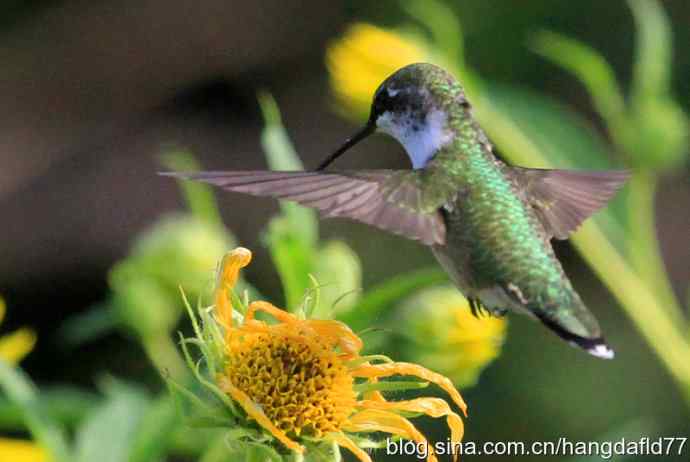 蜂鸟与向日葵（2）