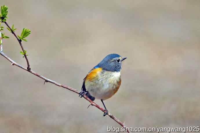 雄性红胁蓝尾鸲(25) 雄性红胁蓝尾鸲(25)