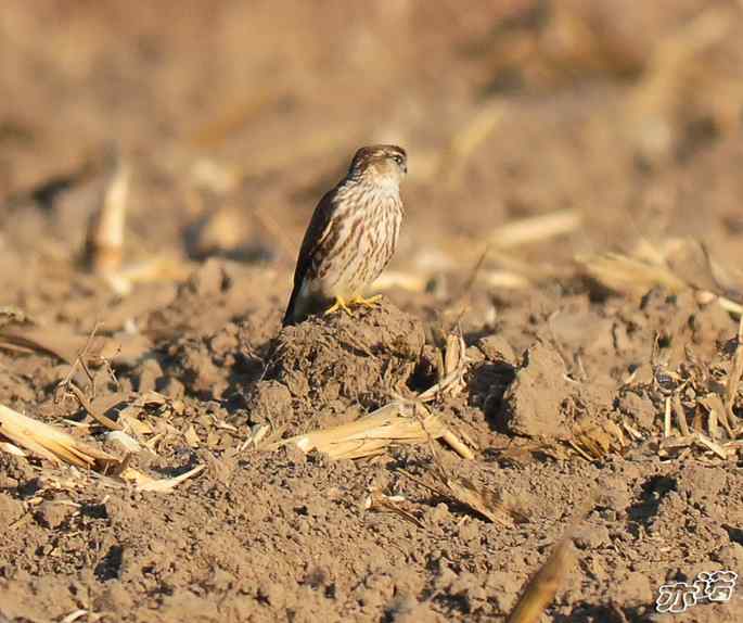 官厅水库 wbr路 wbr四种猛禽 官厅水库 wbr路 wbr四种猛禽