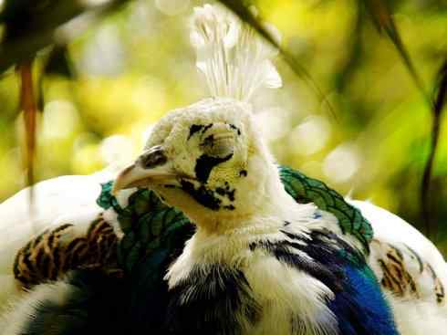 凤凰：传说中的鸟原型探秘（孔雀）