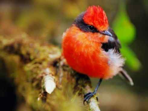 极品红色鸟类:朱红霸鶲 极品红色鸟类:朱红霸鶲