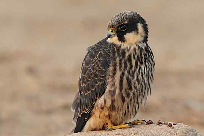 诠释燕隼“吐食丸”的全过程