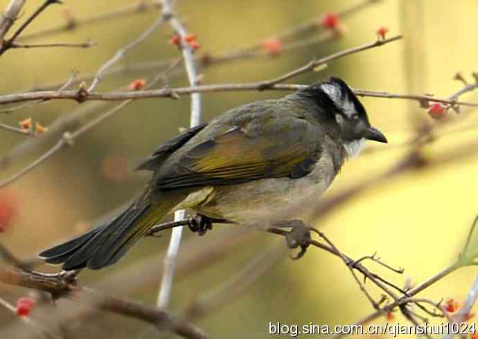 白头鹎的快乐生活(玉渊潭)