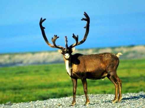 麒麟:传说的兽原型探秘(梅花鹿) 麒麟:传说的兽原型探秘(梅花鹿)