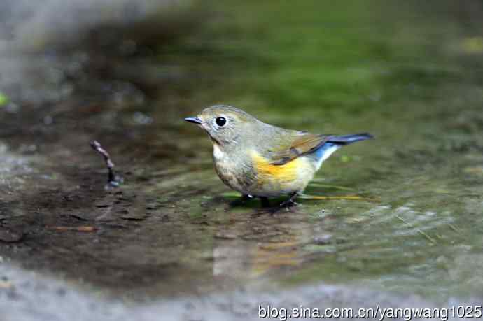 雌性红胁蓝尾鸲（56）